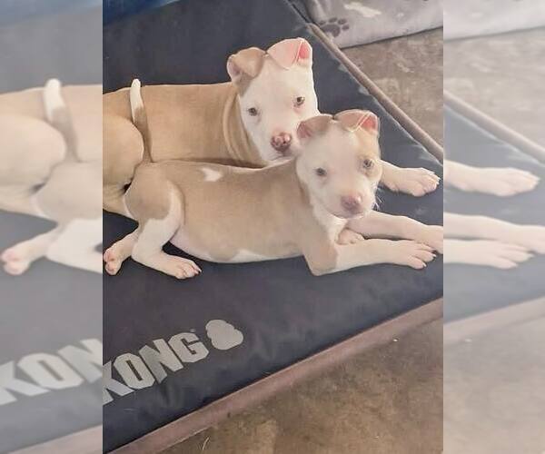 Medium Photo #2 American Pit Bull Terrier-Unknown Mix Puppy For Sale in Minneapolis, MN, USA