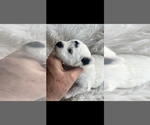 Small #1 Poodle (Toy)