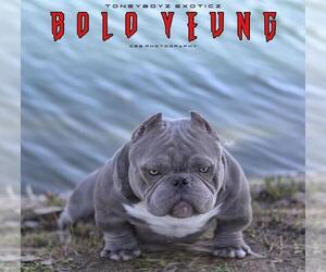 Mother of the American Bully puppies born on 01/25/2021