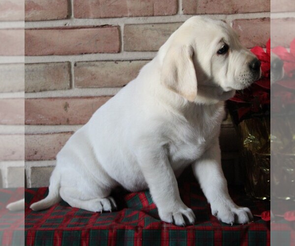 Medium Photo #5 Labrador Retriever Puppy For Sale in LEOLA, PA, USA