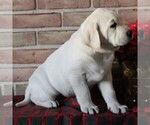 Small Photo #5 Labrador Retriever Puppy For Sale in LEOLA, PA, USA