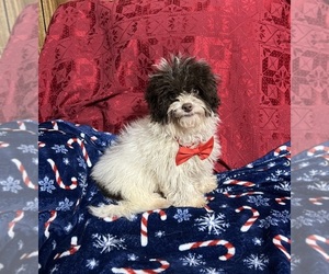 Cavapoo Puppy for sale in JEFFERSONVILLE, IN, USA