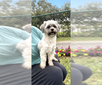 Small #7 Shih Tzu