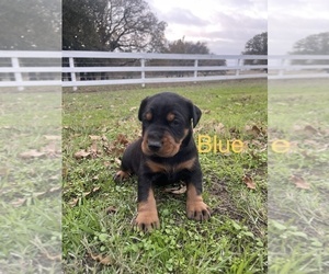 Doberman Pinscher Puppy for sale in BOYD, TX, USA