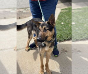 Berlin - Male German Shepherd Dog Dog for Adoption - Photo #2