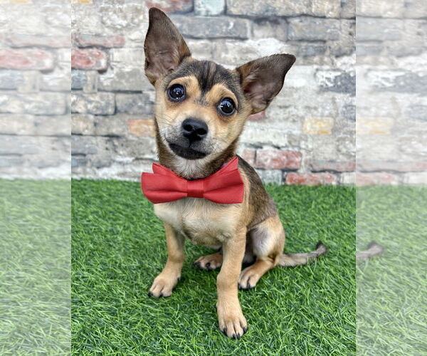 Medium Photo #1 Mutt Puppy For Sale in Corona, CA, USA