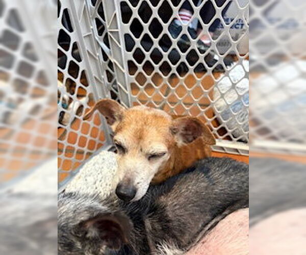 Medium Photo #5 Chihuahua-Unknown Mix Puppy For Sale in San Diego, CA, USA