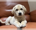 Small Photo #17 Labrador Retriever Puppy For Sale in SEATTLE, WA, USA