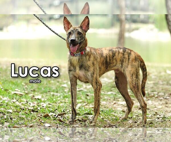 Medium Photo #2 Mutt Puppy For Sale in Seattle, WA, USA