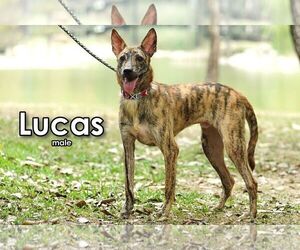 Lucas from Taiwan - Male Mutt Dog for Adoption - Photo #2
