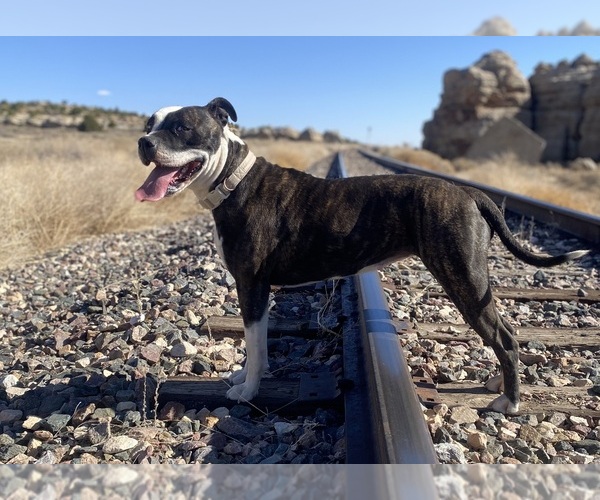Medium Photo #1 American Bulldog Puppy For Sale in GALLUP, NM, USA