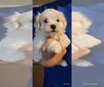 Small #1 Maltipoo (Miniature)