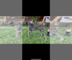 Small Photo #1 Great Dane Puppy For Sale in SOUTH GATE, CA, USA
