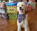 Small Photo #1 Poodle (Standard) Puppy For Sale in WATERPORT, NY, USA