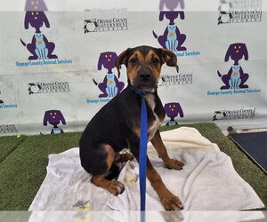 Mutt Dogs for adoption in Orlando, FL, USA