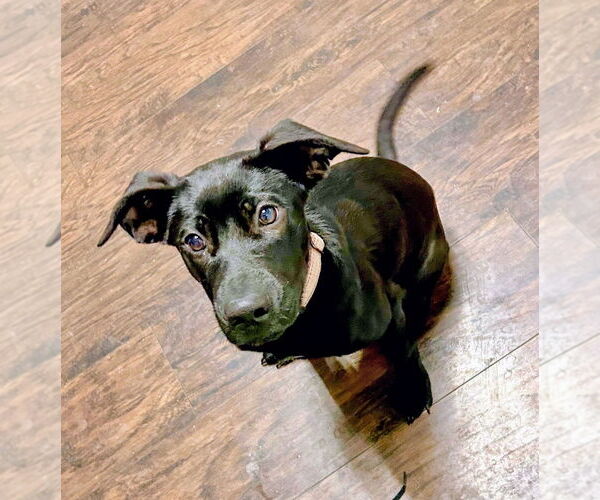 Medium Photo #3 Labrador Retriever-Unknown Mix Puppy For Sale in Boston, MA, USA