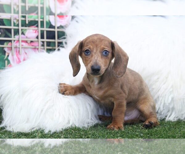 Medium Photo #2 Dachshund Puppy For Sale in MARIETTA, GA, USA