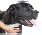 Small #2 American Pit Bull Terrier Mix