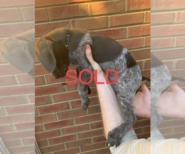 Medium Photo #14 German Shorthaired Pointer Puppy For Sale in MARIETTA, GA, USA
