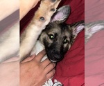 Small German Shepherd Dog