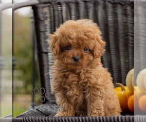 Cavapoo Puppy for sale in HONEY BROOK, PA, USA