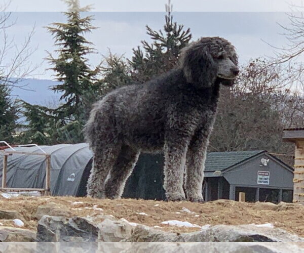 Medium Photo #8 Poodle (Standard) Puppy For Sale in Pacolet, SC, USA