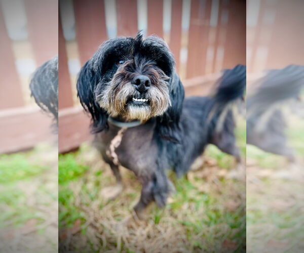 Medium Photo #3 Mutt Puppy For Sale in Pacolet, SC, USA