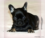 Small #6 French Bulldog