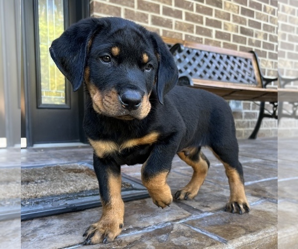 Medium Photo #2 Rottweiler Puppy For Sale in NOBLESVILLE, IN, USA