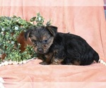 Small Photo #2 Yorkshire Terrier Puppy For Sale in BALTIC, OH, USA