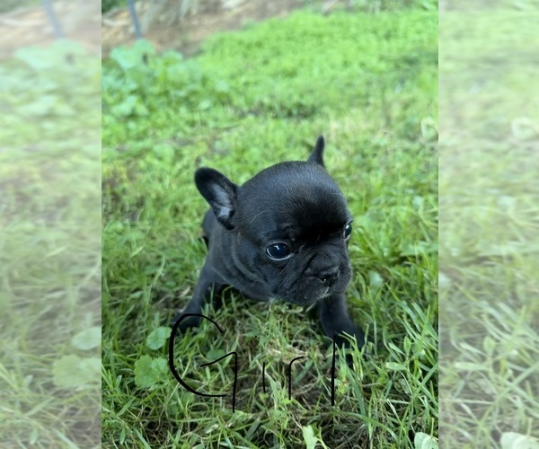 Medium Photo #1 French Bulldog Puppy For Sale in ZANESVILLE, OH, USA
