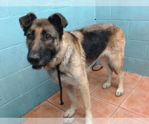 German Shepherd Dog Dogs for adoption in Downey, CA, USA
