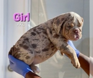English Bulldog Dog for Adoption in SANTA BARBARA, California USA