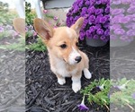 Small Photo #30 Pembroke Welsh Corgi Puppy For Sale in SHILOH, OH, USA