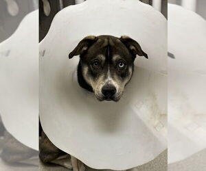 Huskies -Unknown Mix Dogs for adoption in Las Vegas, NV, USA