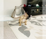 Small Photo #39 French Bulldog Puppy For Sale in DAVIE, FL, USA