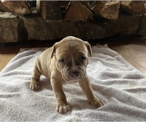 Medium Photo #5 American Bully Puppy For Sale in SOMERSET, KY, USA