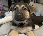 Small Photo #19 German Shepherd Dog Puppy For Sale in MERRITT IS, FL, USA