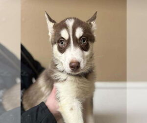 Siberian Husky Dogs for adoption in Matawan, NJ, USA