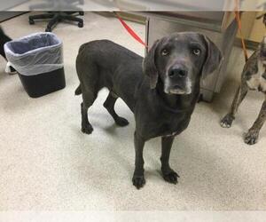 Labmaraner Dogs for adoption in Riverside, CA, USA