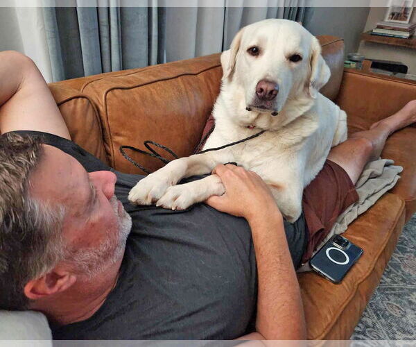 Medium Photo #2 Anatolian Shepherd-Great Pyrenees Mix Puppy For Sale in Corona, CA, USA