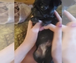 Small #2 Pug