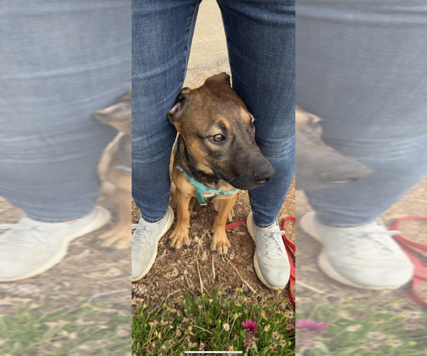 Medium Photo #10 Beagle-Unknown Mix Puppy For Sale in Dana Point, CA, USA