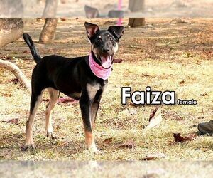 Mutt Dogs for adoption in Seattle, WA, USA