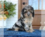 Small #1 Cavapoo (Miniature)