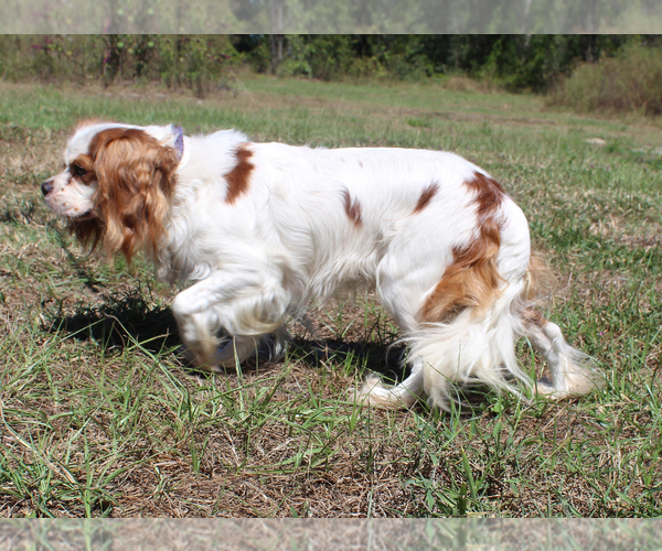 Medium Photo #2 Cavalier King Charles Spaniel Puppy For Sale in SPRING HILL, FL, USA