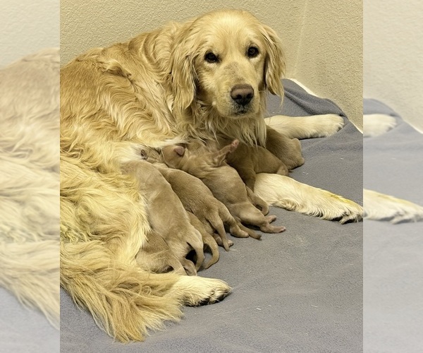 Medium Photo #4 English Cream Golden Retriever Puppy For Sale in PORTALES, NM, USA