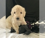 Small Photo #26 Goldendoodle Puppy For Sale in N HIGHLANDS, CA, USA