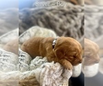Puppy Silver Golden Retriever