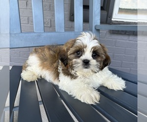 Shih Tzu Puppy for Sale in INDIANAPOLIS, Indiana USA